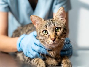 esterilizacion mascotas perros y gatos