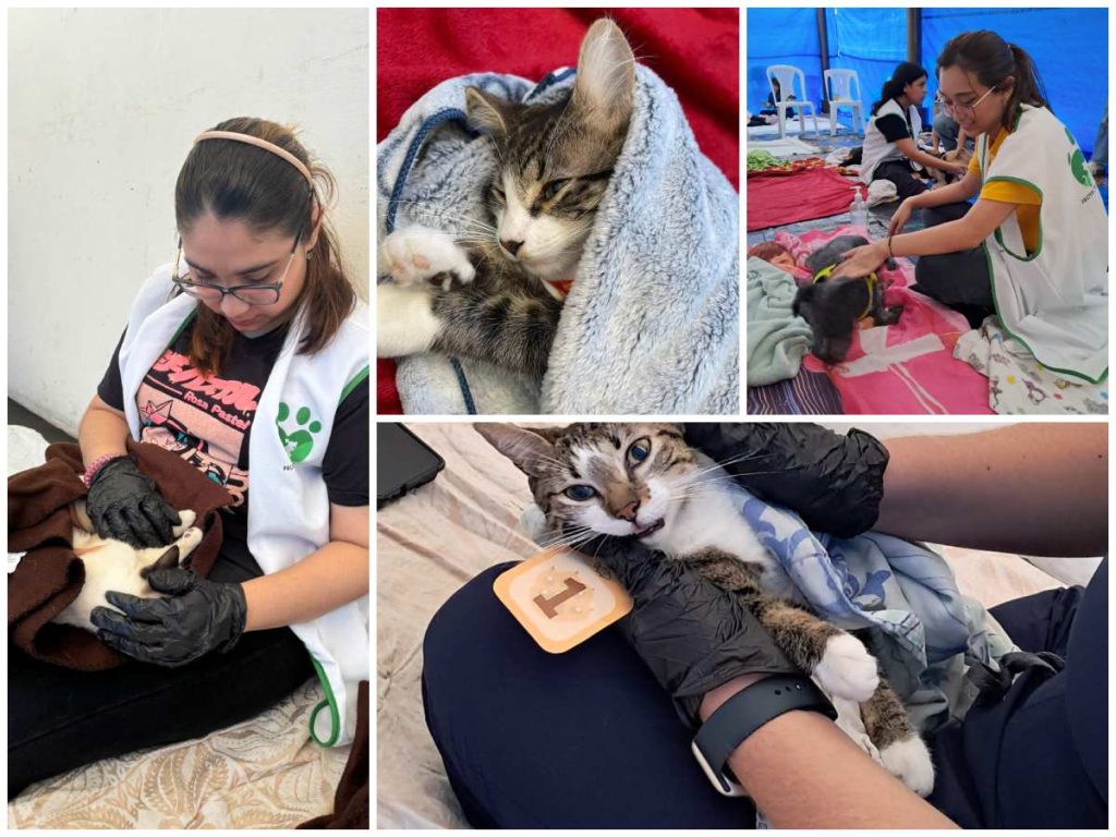 esterilizacion de mascotas El Salvador
