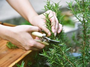 Las 8 mejores hierbas frescas para tu cocina salvadoreña