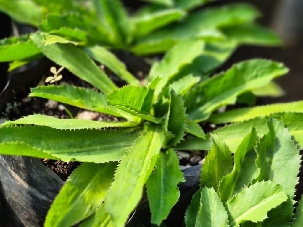 Alcapate salvadoreño, esencial en sopas como la de res. De aroma fuerte, crece en suelos fértiles y climas cálidos, en huertos o macetas.