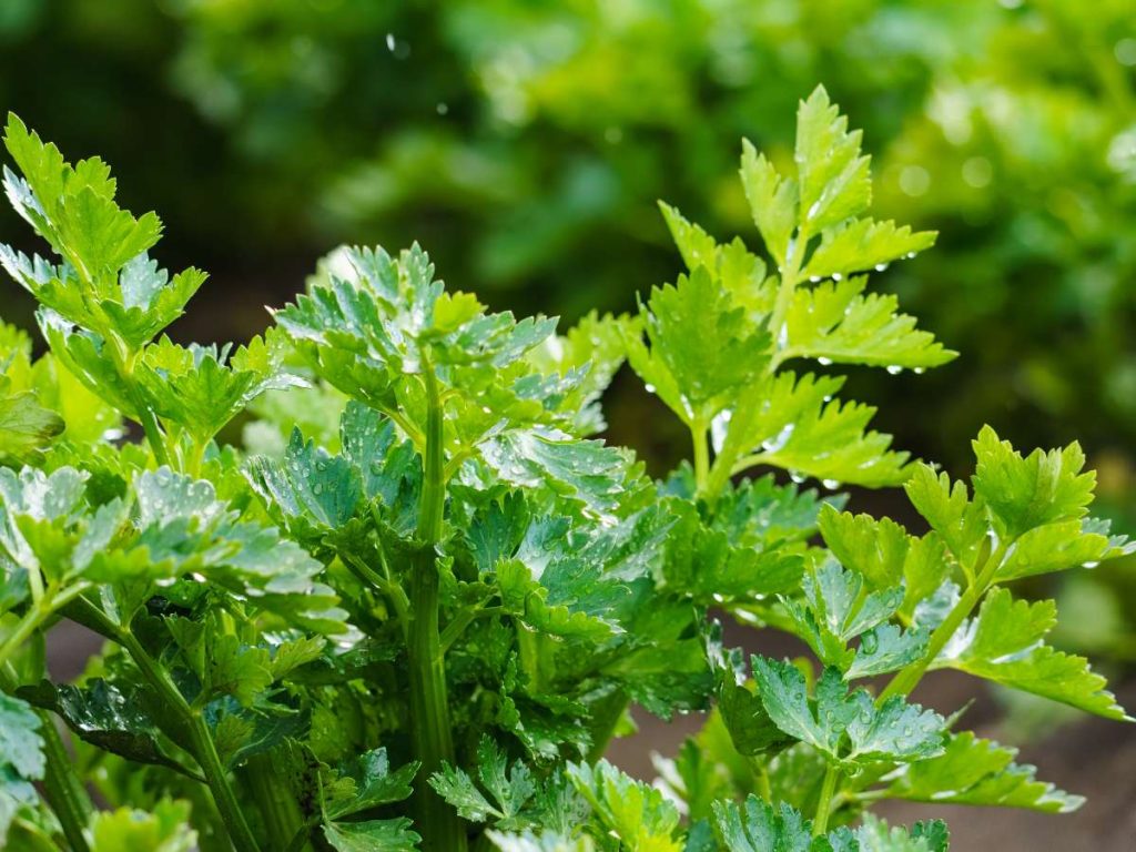 Apio fresco, con tallos y hojas que dan sabor a guisos y caldos.