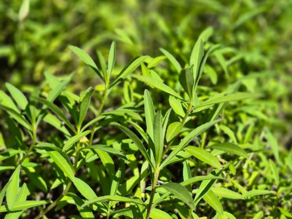 Estragón aromático, perfecto para aderezos, vinagretas y guisos. Prefiere sol parcial, suelos con buen drenaje y temperaturas templadas para crecer sano.
