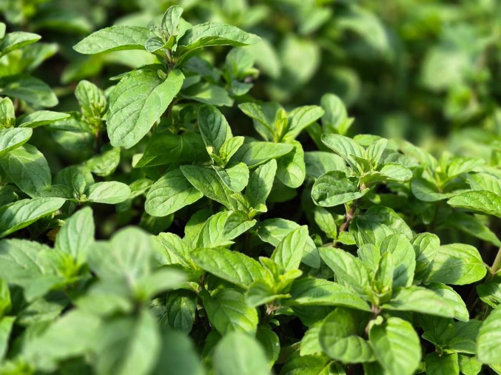 Hierbabuena fresca, aromática y de rápido crecimiento. Perfecta para infusiones, postres y platillos salados. Requiere riego diario, buen drenaje y sol o semisombra.