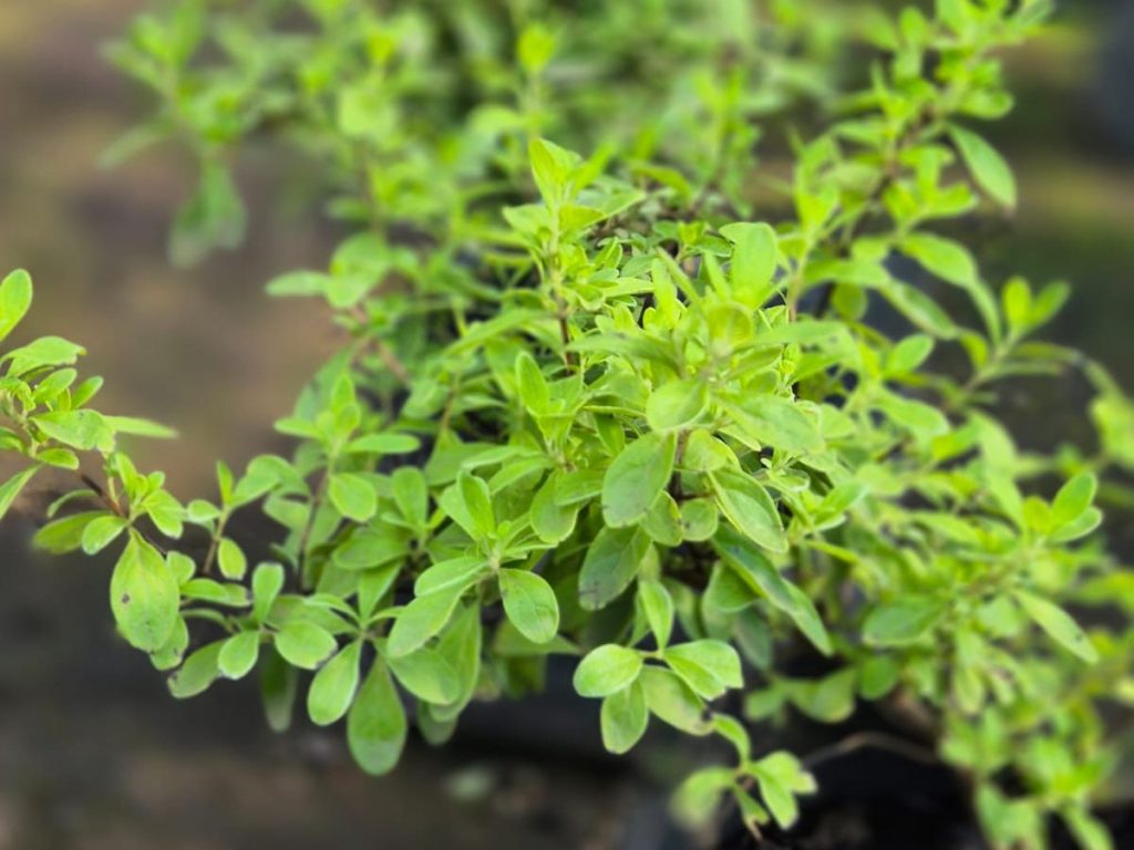 Menta fresca y versátil, ideal en bebidas, ensaladas y salsas. Requiere sol, suelo húmedo sin encharcarse y espacio propio, pues es invasiva.