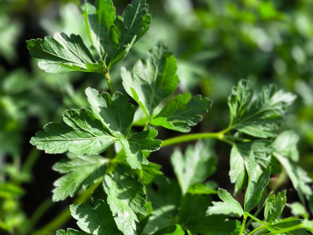 Perejil verde y fragante, usado en ensaladas, caldos y carnes.