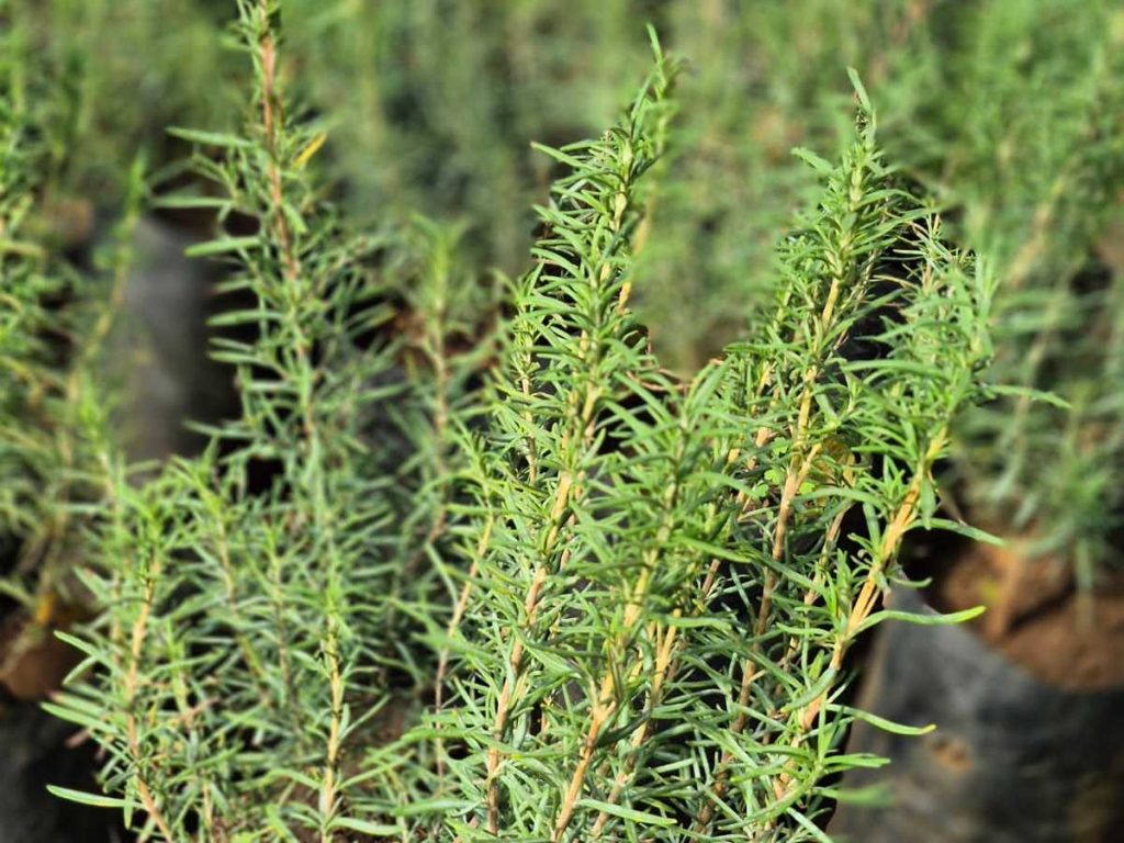 El romero es de aroma intenso y sabor resinoso, infaltable en papas, panes y carnes al horno. Resistente, requiere poco riego y sol directo en climas cálidos.