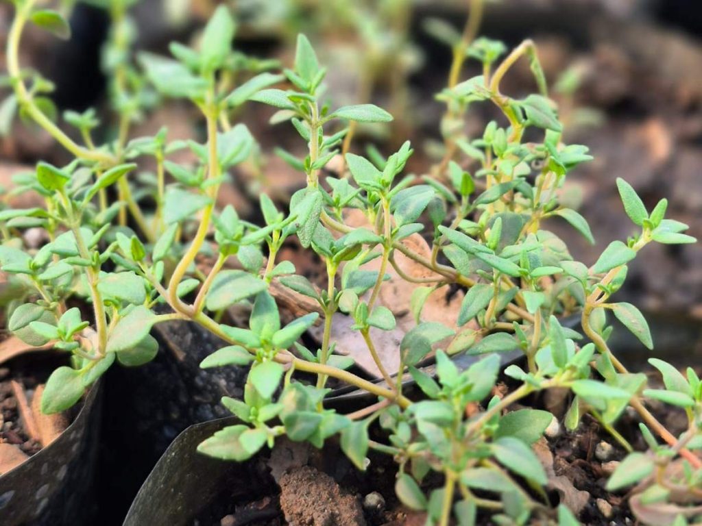 Tomillo fresco, ideal para carnes, sopas y vegetales. Crece bien en macetas pequeñas, necesita sol directo, riego moderado y suelos con buen drenaje.