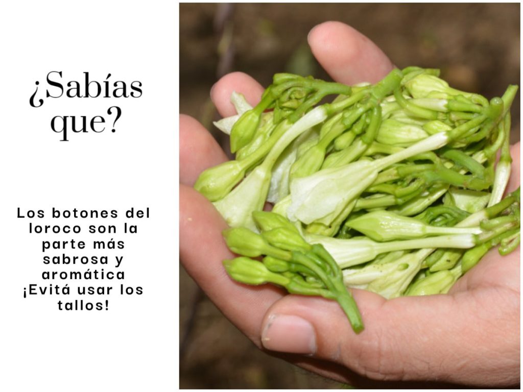 flor de loroco fresca