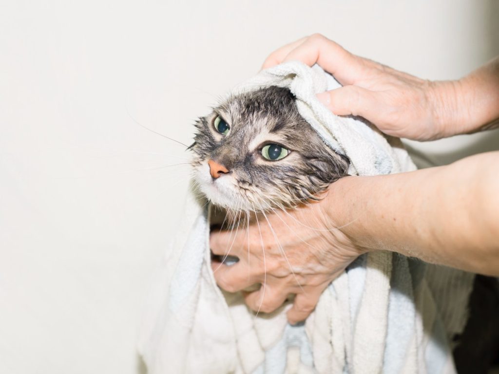 gatos-mascotas-banar-cuidados
