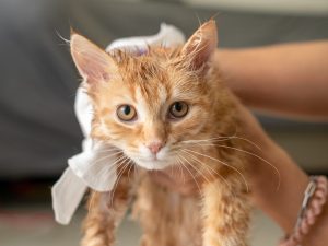 gatos-mascotas-banar-cuidados