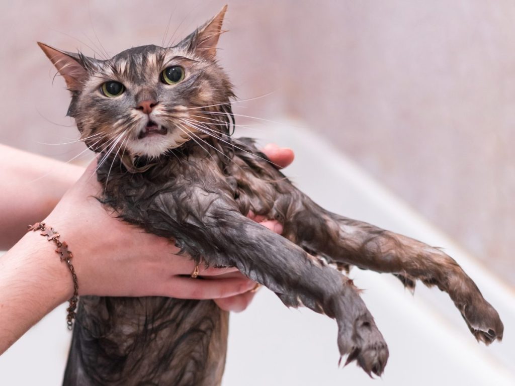 gatos-mascotas-banar-cuidados