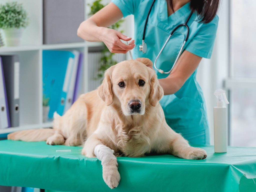 vacuna-perros-mascotas-salud