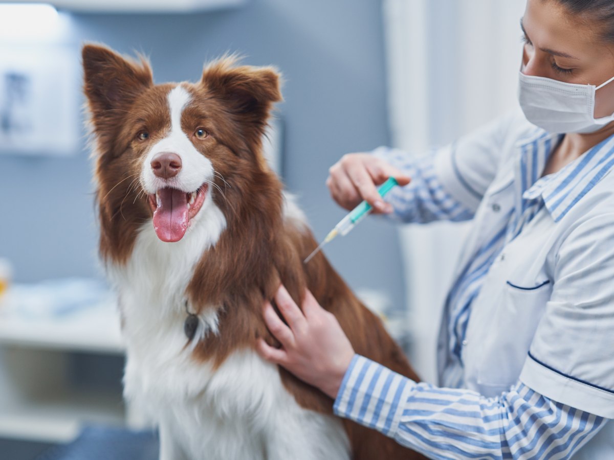 vacunas-perros-mascotas-salud