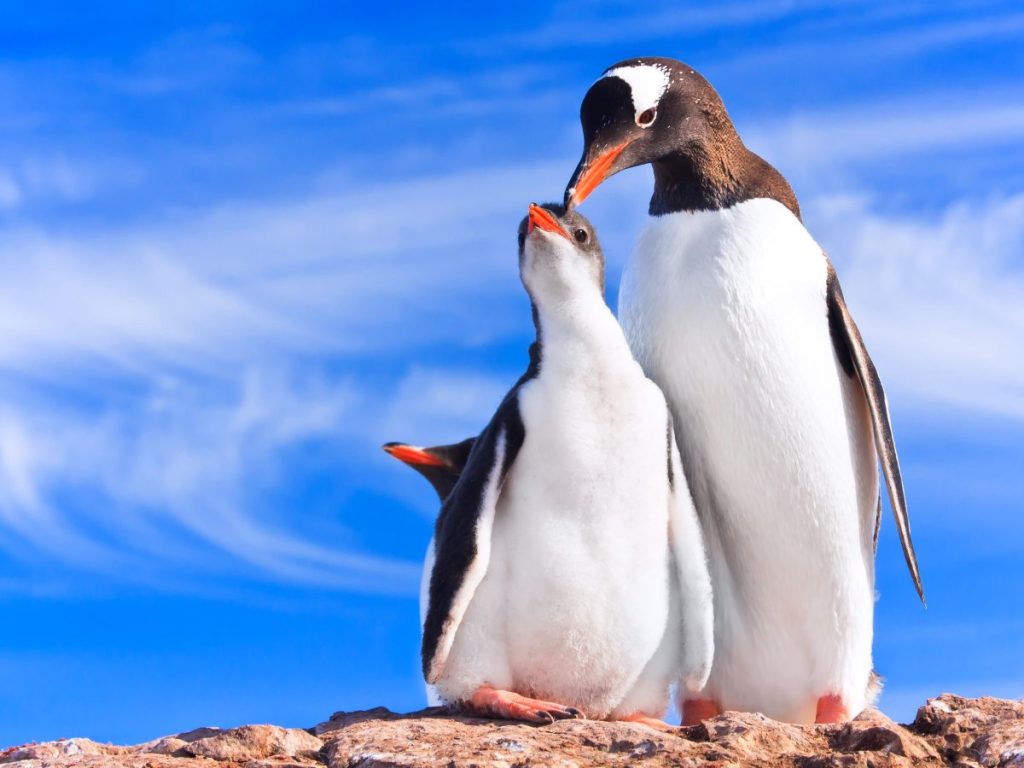 Los pingüinos Gentoo inspiran el pebbling: pequeños gestos que fortalecen los lazos afectivos.