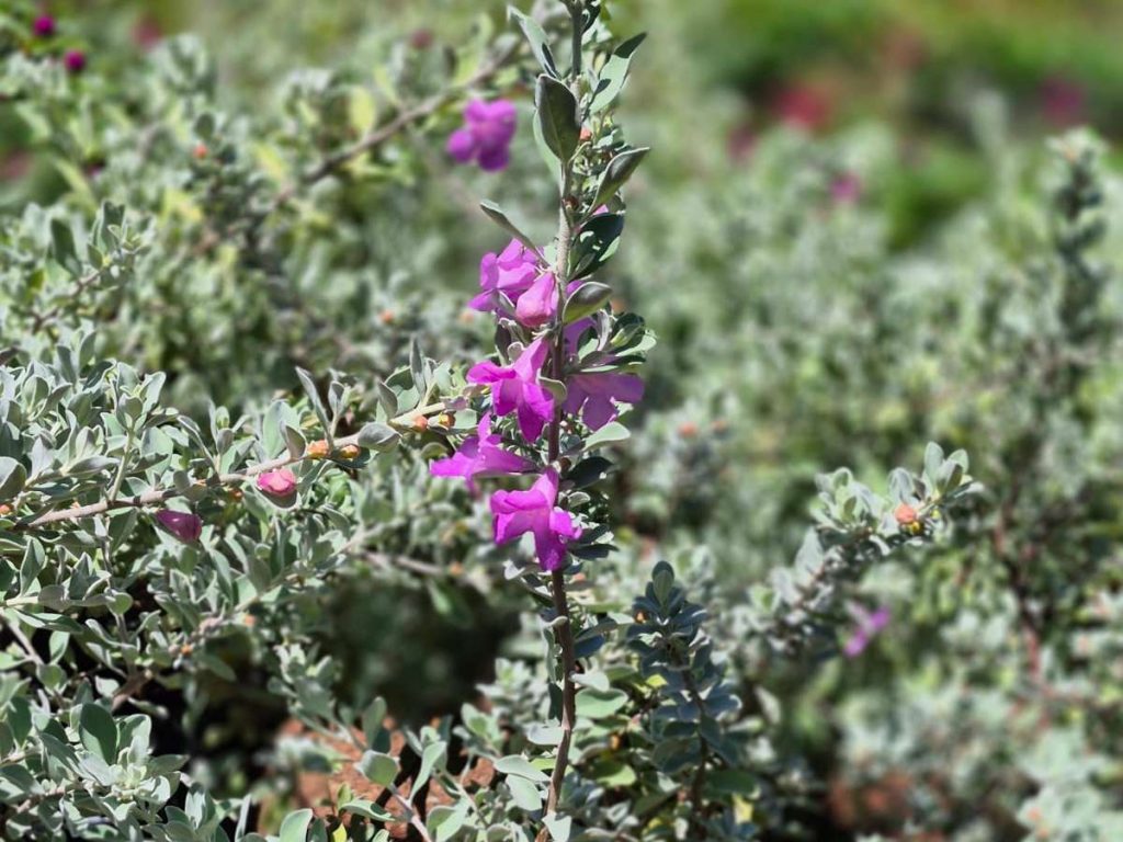 planta-cenicilla-clima-caluroso