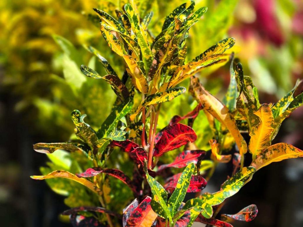 planta-croto-jardín