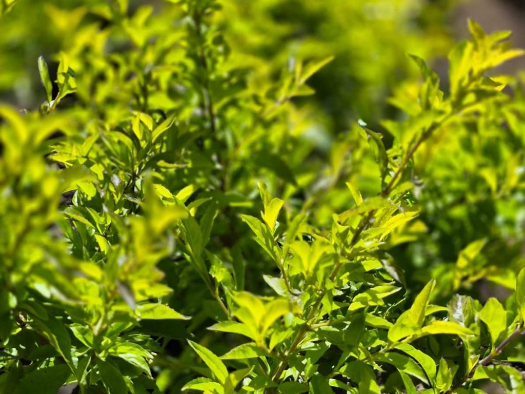 plantas-duranta-limon-calor