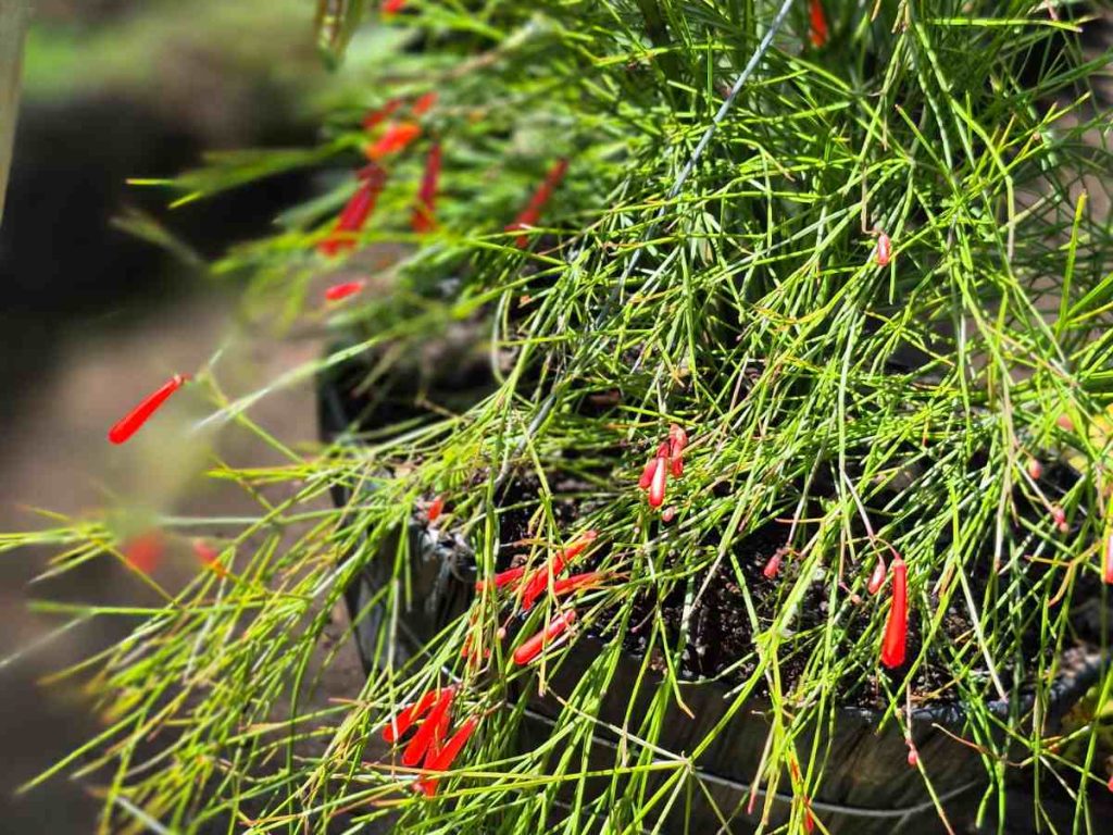 plantas-gota-de-sangre