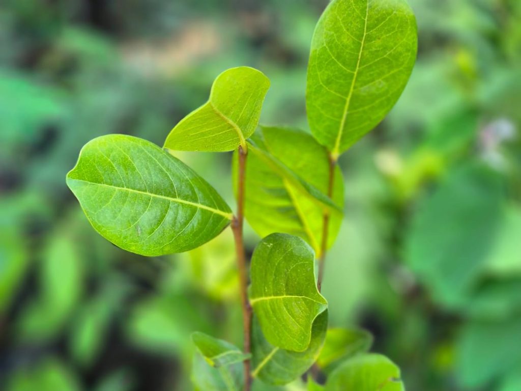 plantas-icaco-clima-caluroso