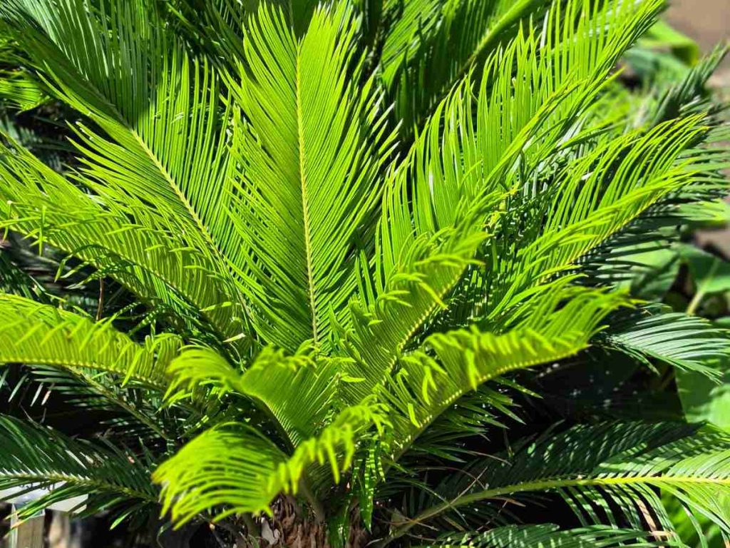 palmera-cyca-plantas-calor