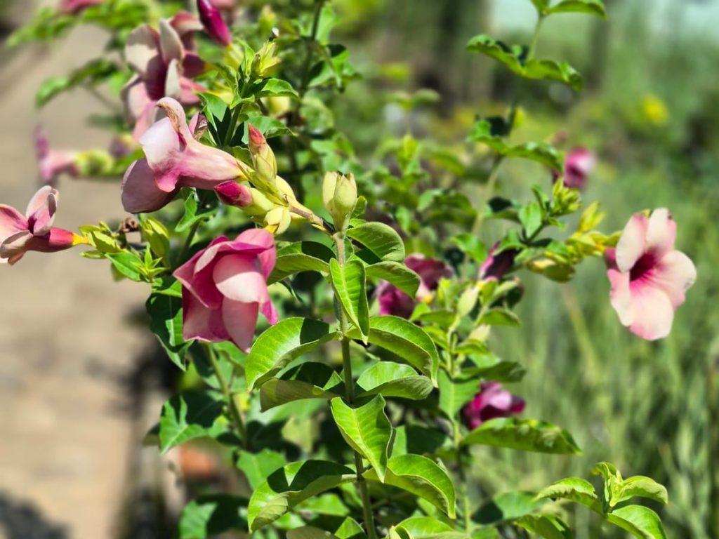 vida-flores-allamandra