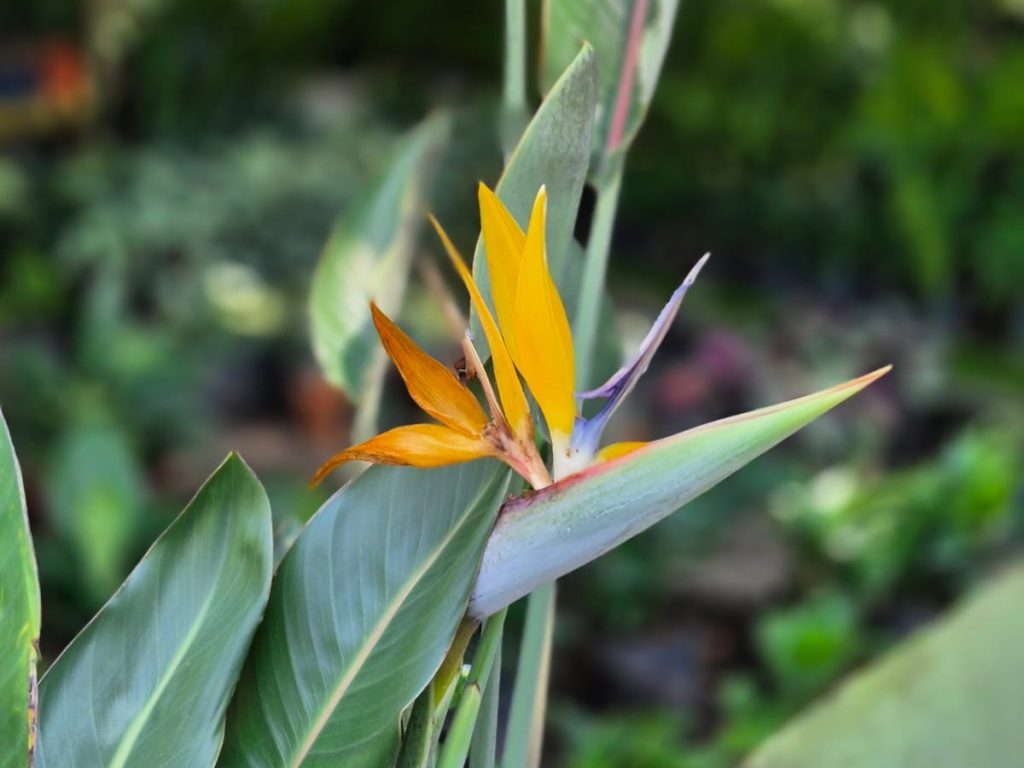 vida-plantas-ave-del-paraiso