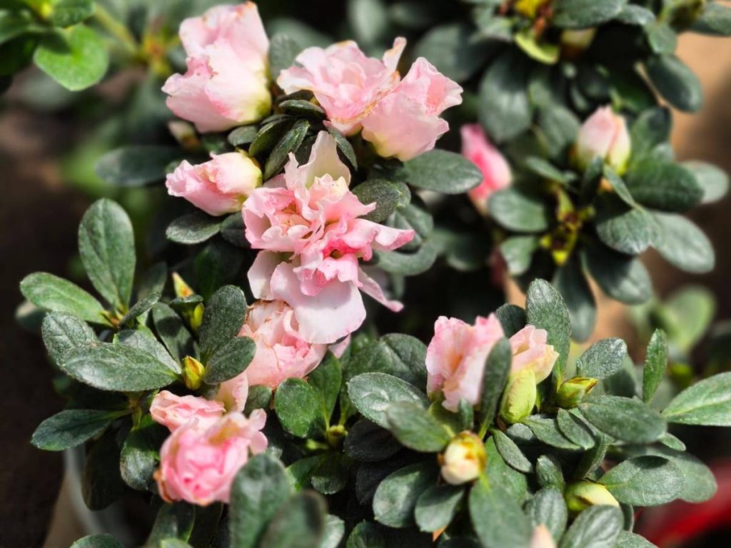 Flor decorativa Azalea