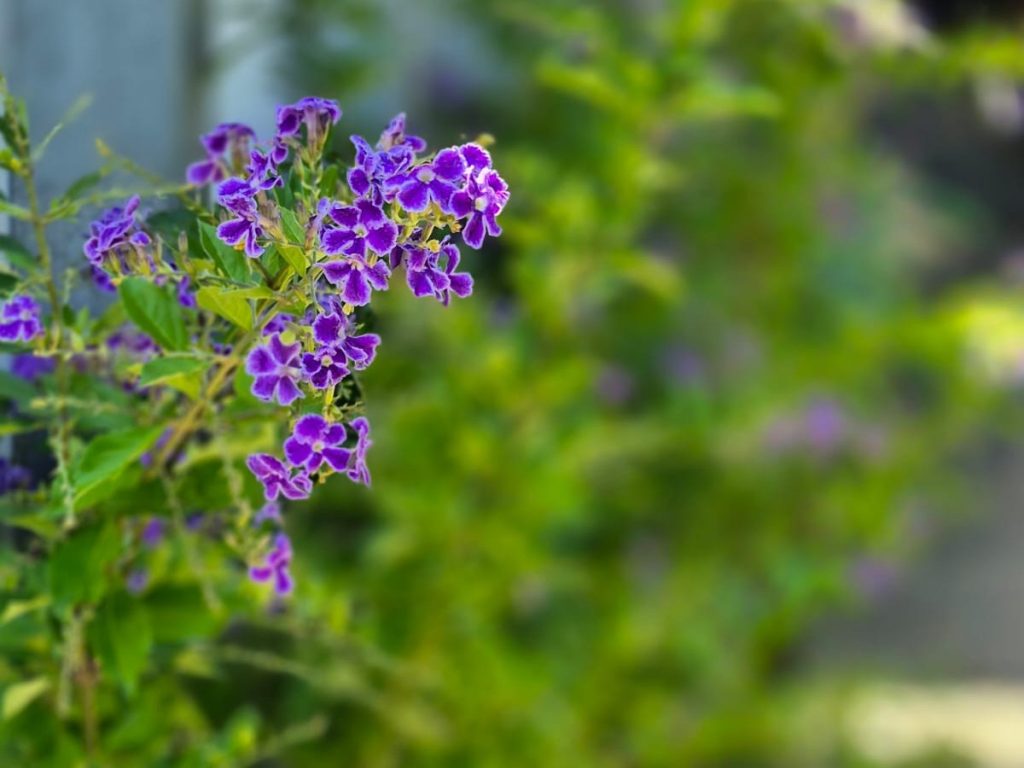 fida-plantas-flores-duranta-zafiro