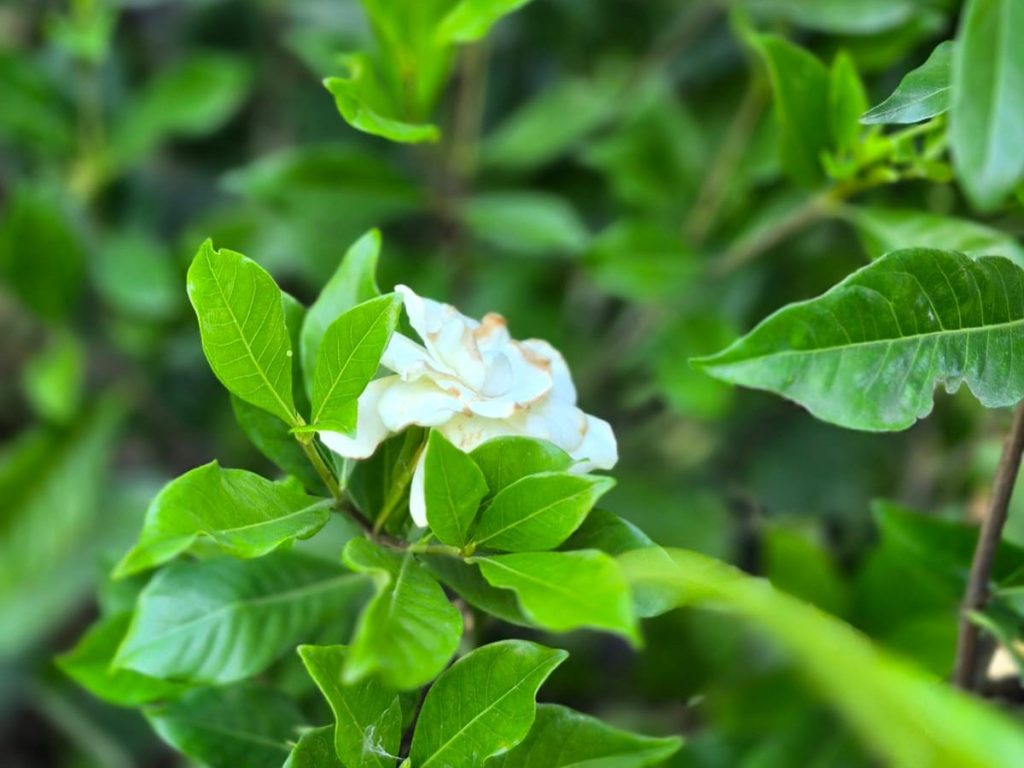 Flor de gardenia