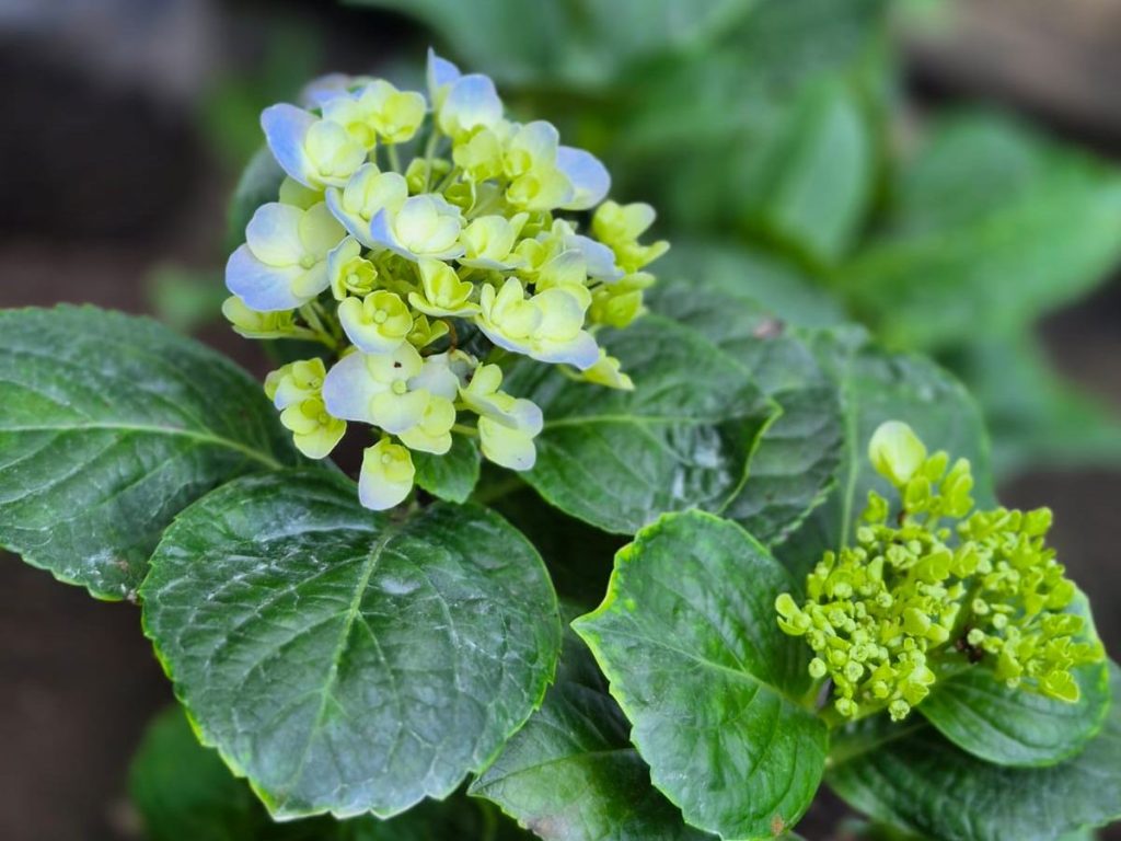 Plantas con flores hortensia