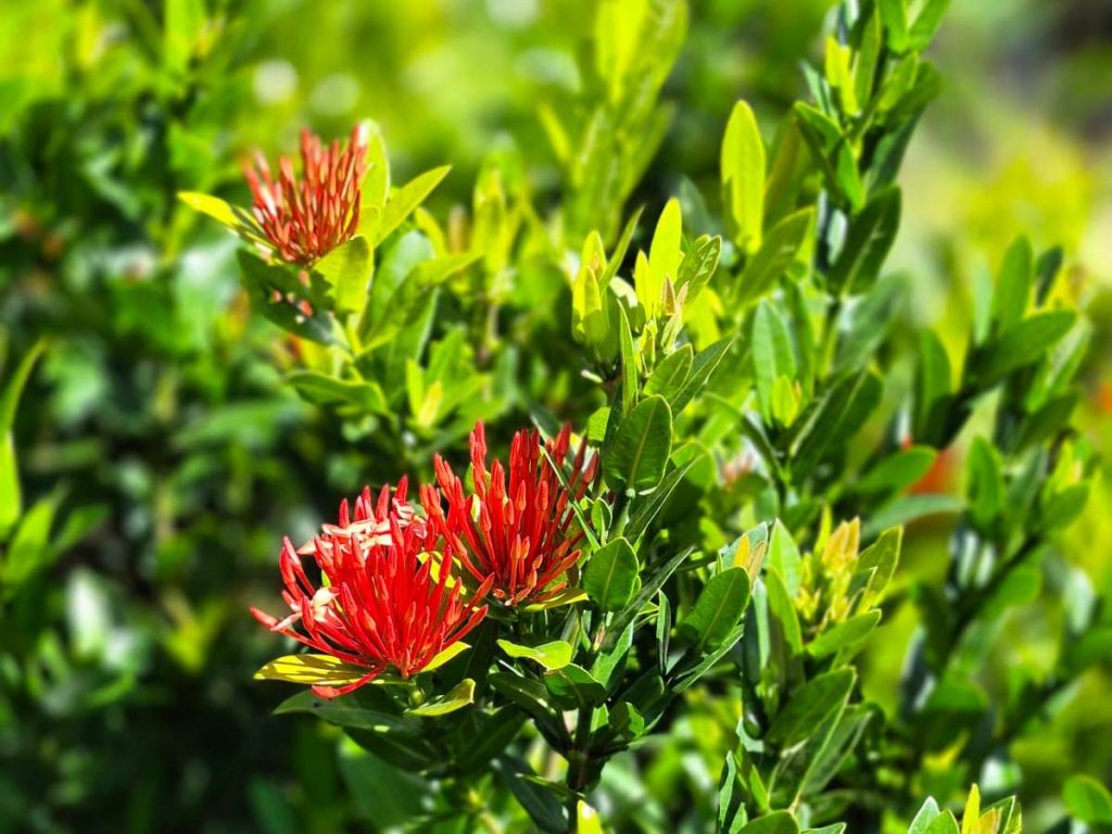 vida-plantas-flores-ixora