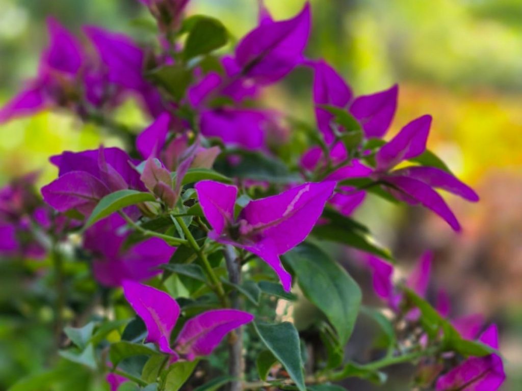 vida-planta-flores-veranera