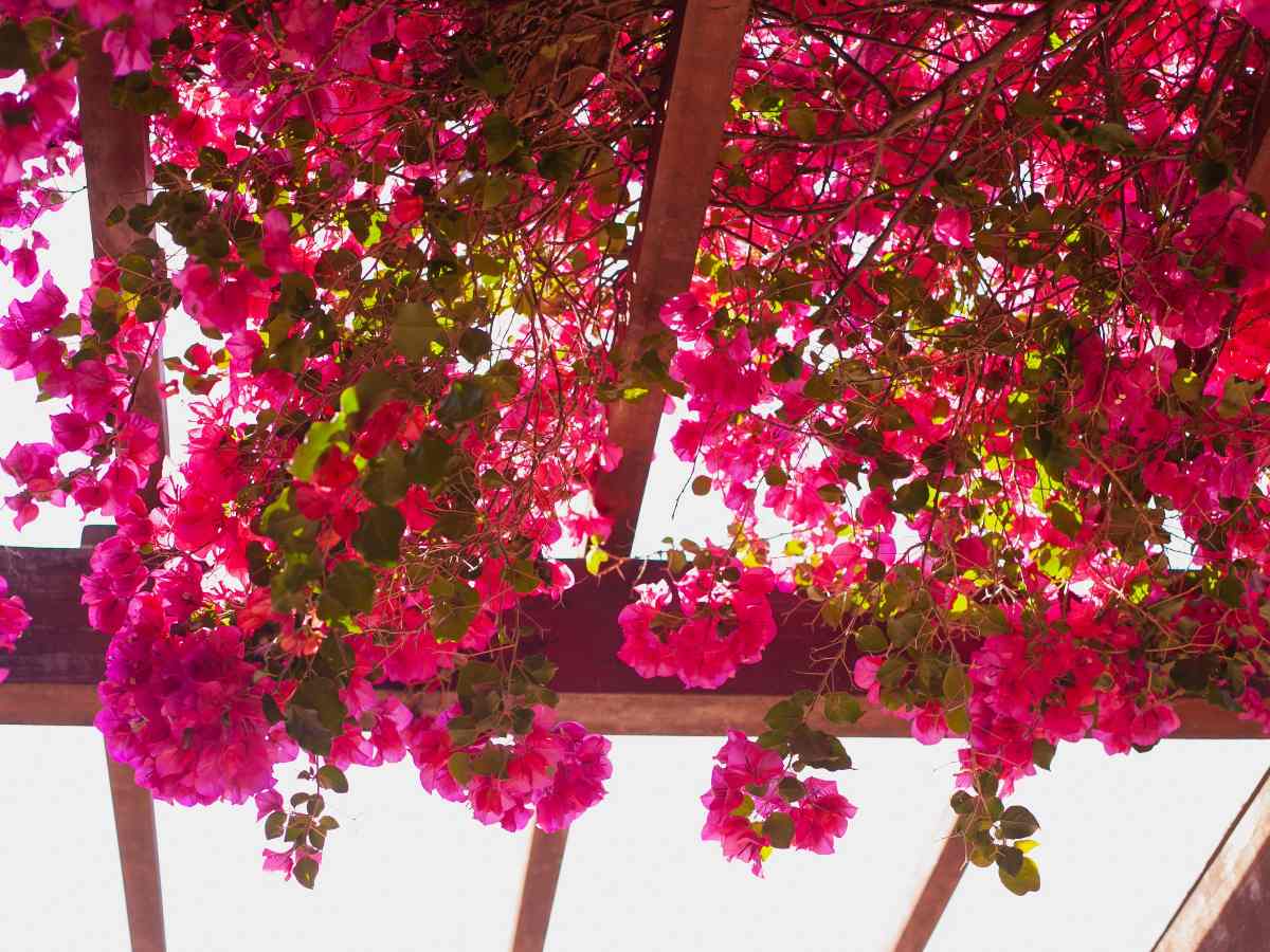 La veranera tiene colores llamativos