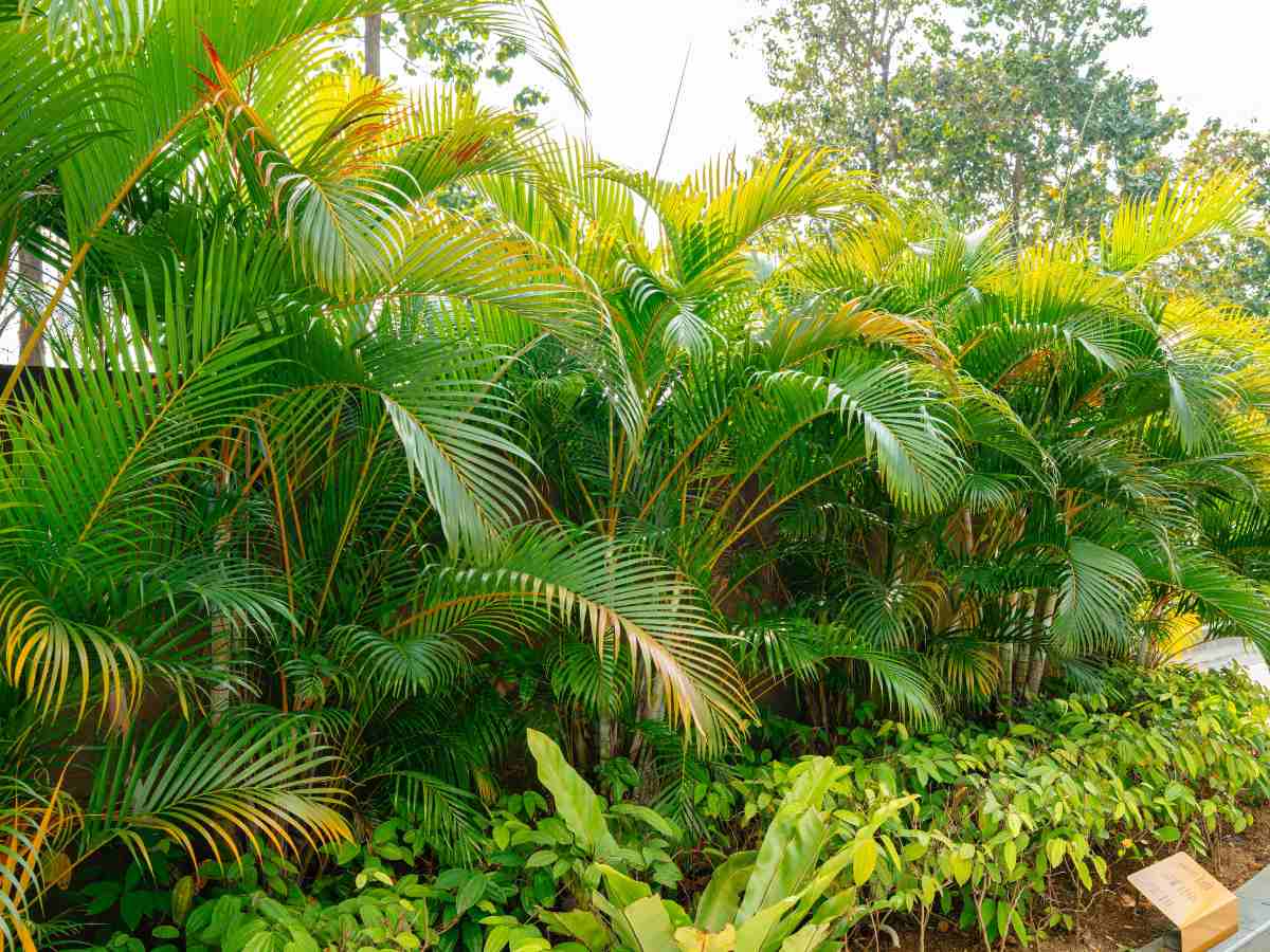 planta-palmera-areca-calor