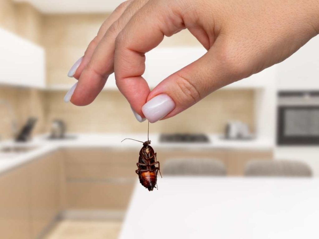 Cucarachas en casa
