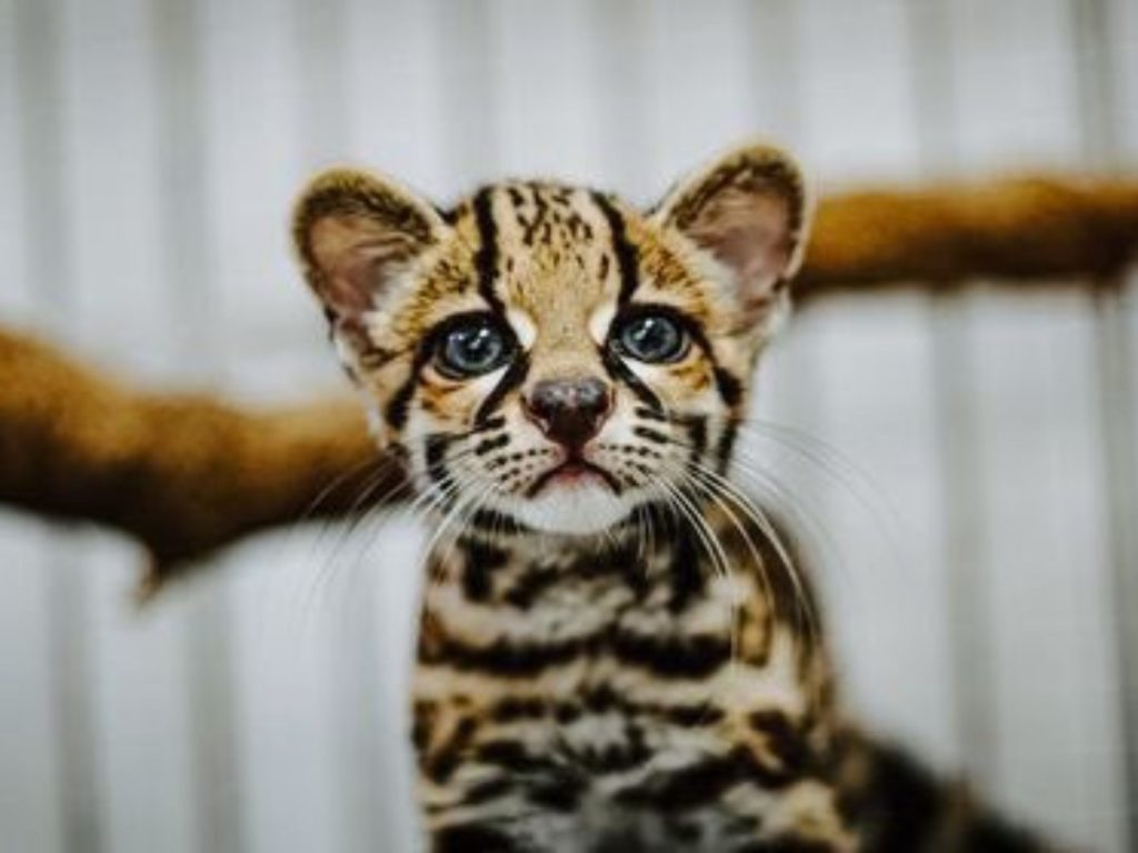 Triguillo bebé en El Salvador