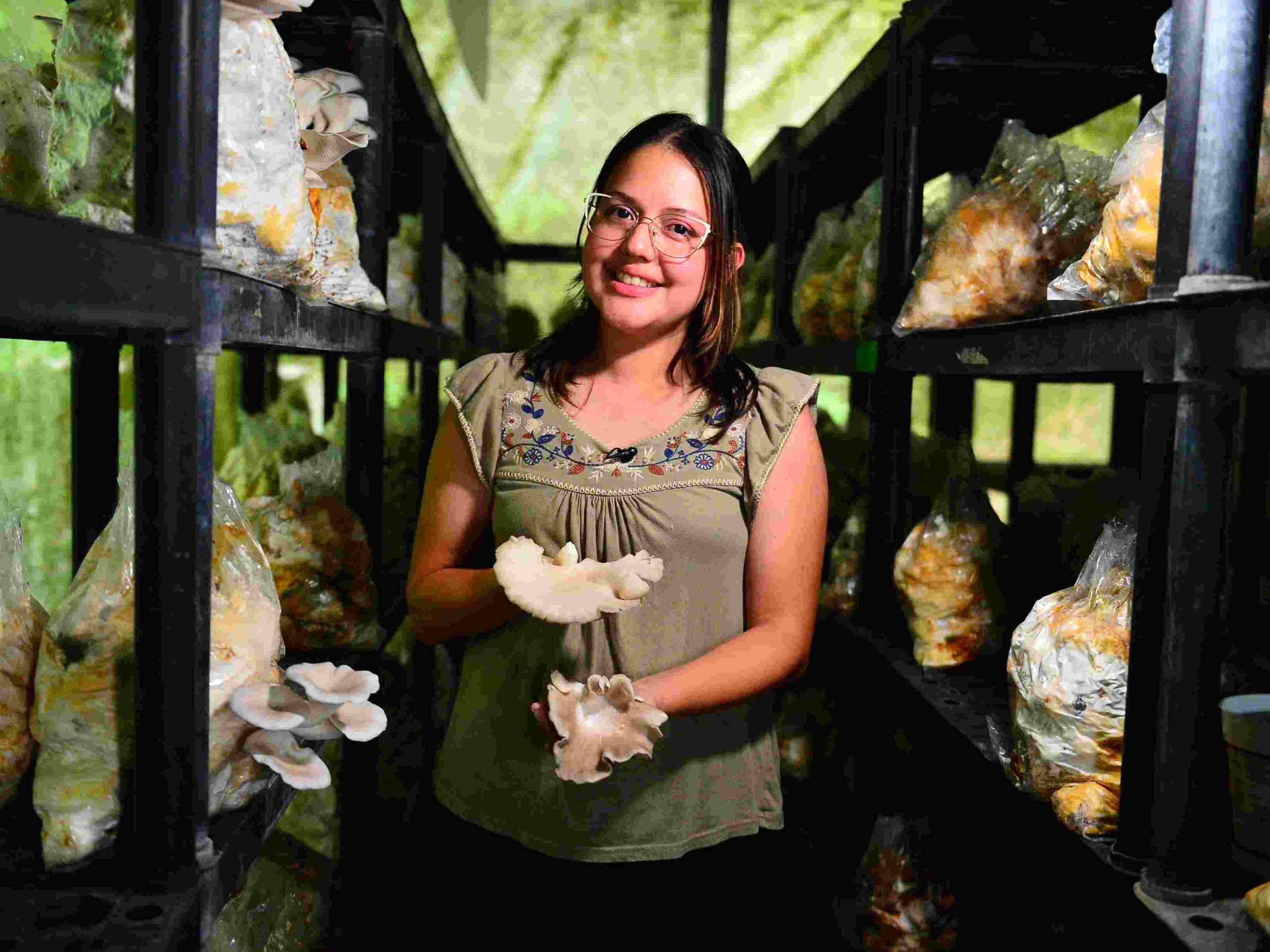 Osiris Castro muestra las macetas con micelio en proceso de colonización.