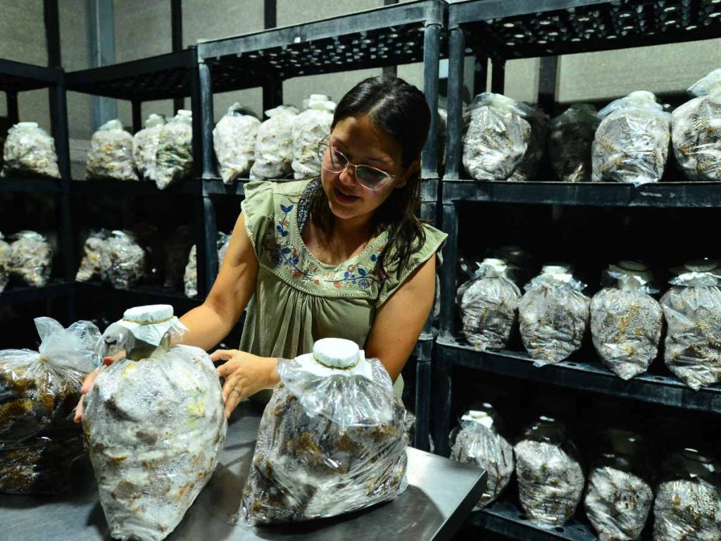 Área de cultivo donde se controla humedad y temperatura para el crecimiento.