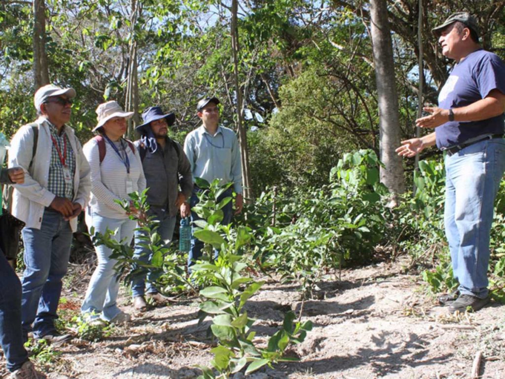 Los investigadores hacen análisis de los cultivos durante las visitas a las comunidades donde enseñan las técnicas a los agricultores. Foto/Cortesía