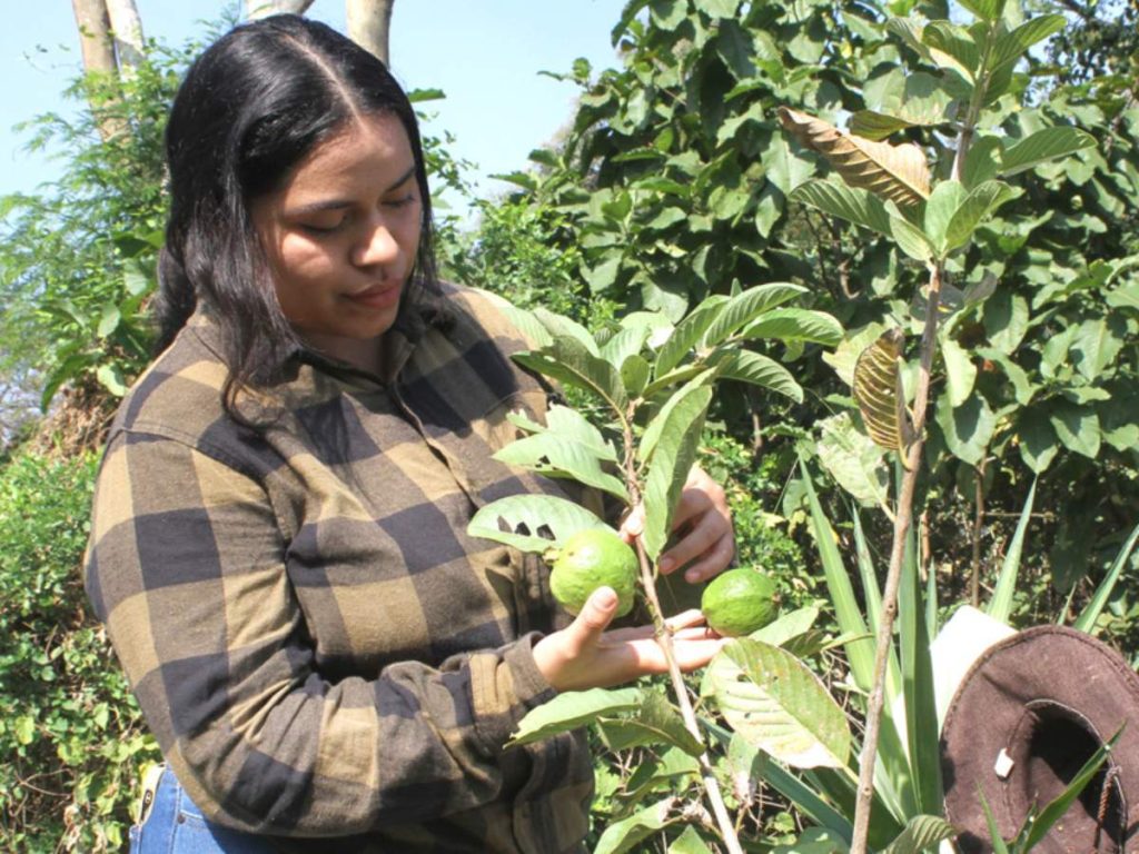 El proyecto se desarrolla en cuatro parcelas de árboles frutales y granos básicos en San Luis Talpa. Foto/Cortesía