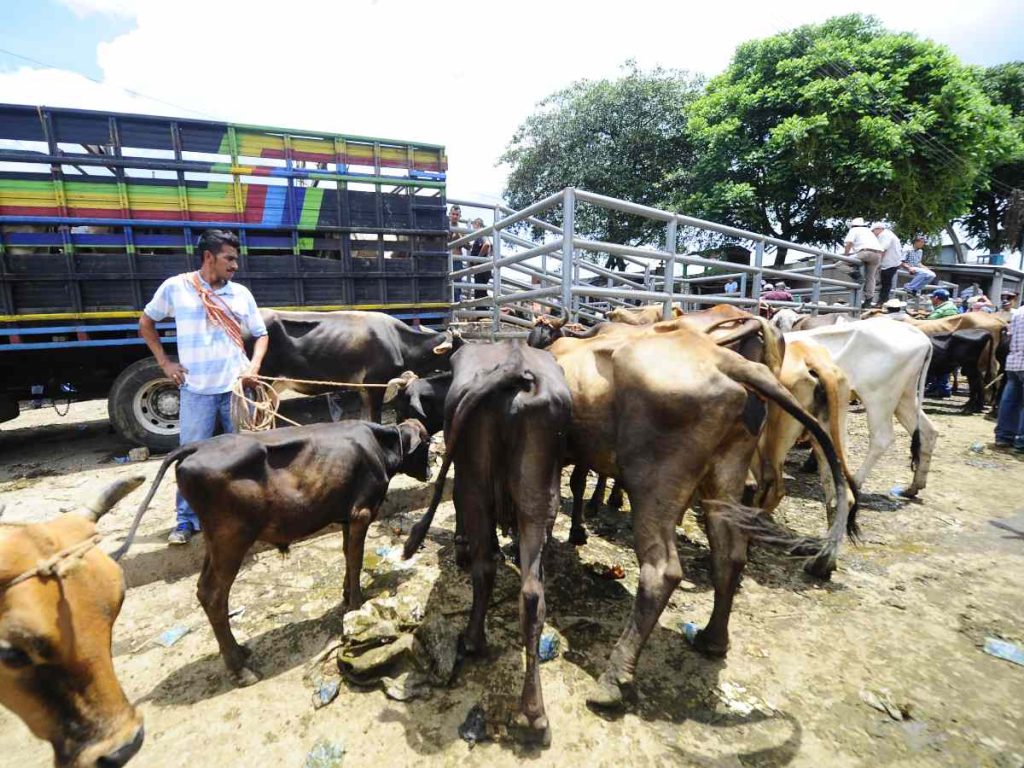 Traspasar la matrícula asegura que el comprador adquiera derechos sobre el ganado.
