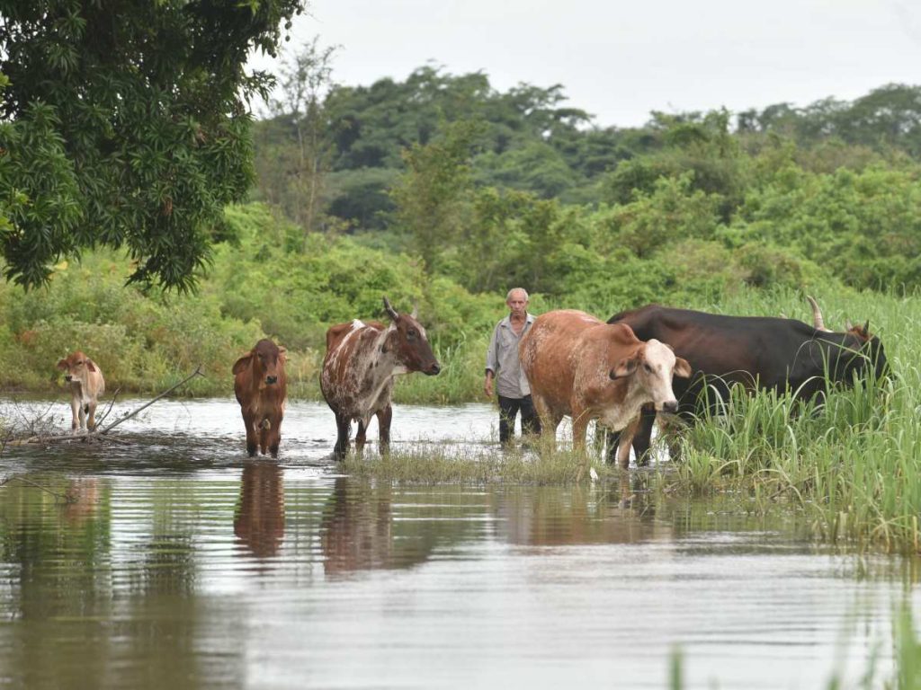El MAG regula la compraventa para evitar el comercio ilegal de animales.