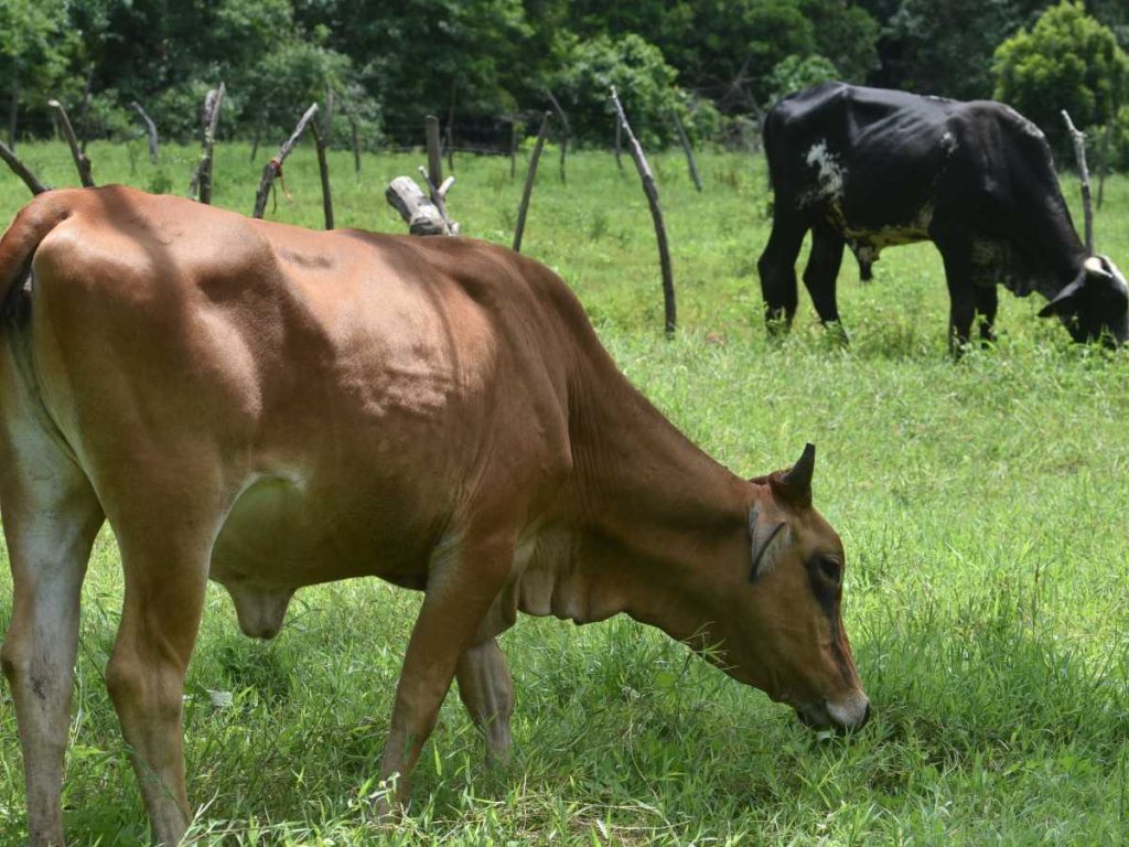 Cumplir con los requisitos legales evita sanciones y multas por tenencia irregular.