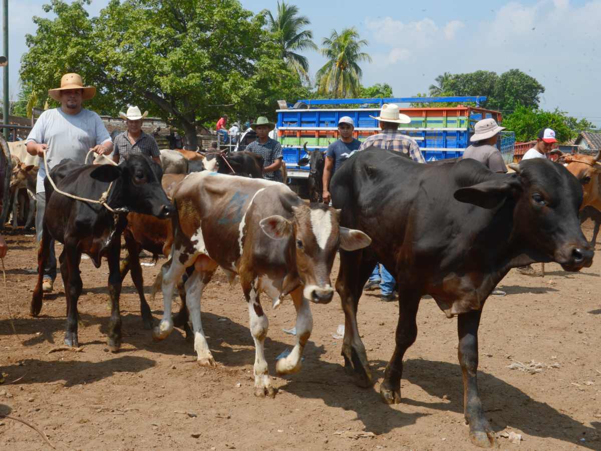 Ganaderos deben realizar trámites en el MAG para vender o comprar ganado legalmente.