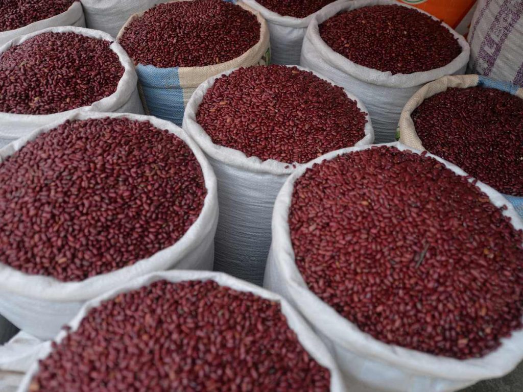 El MAG anunció la siembra de 7,000 manzanas de frijol de seda en el país.