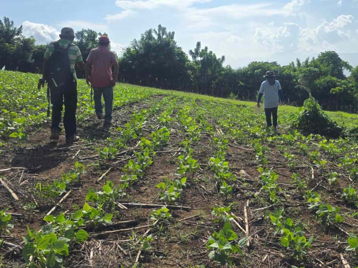 La producción de frijol será distribuida en AgroMercados y la Central de Abastos.