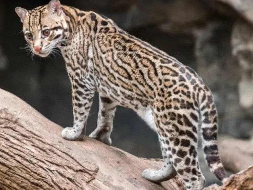 Ocelote en El Salvador
