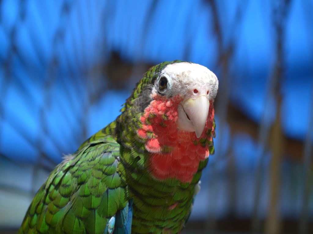 Perico garganta roja