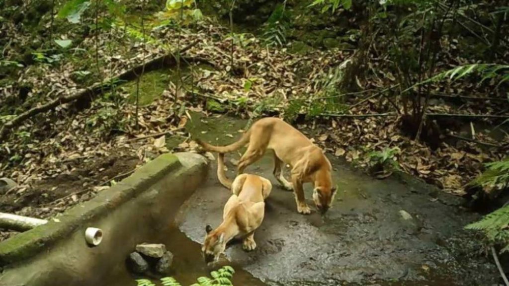 Pareja de Puma en El Salvador