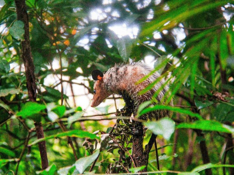 Tacuazín en El Salvador